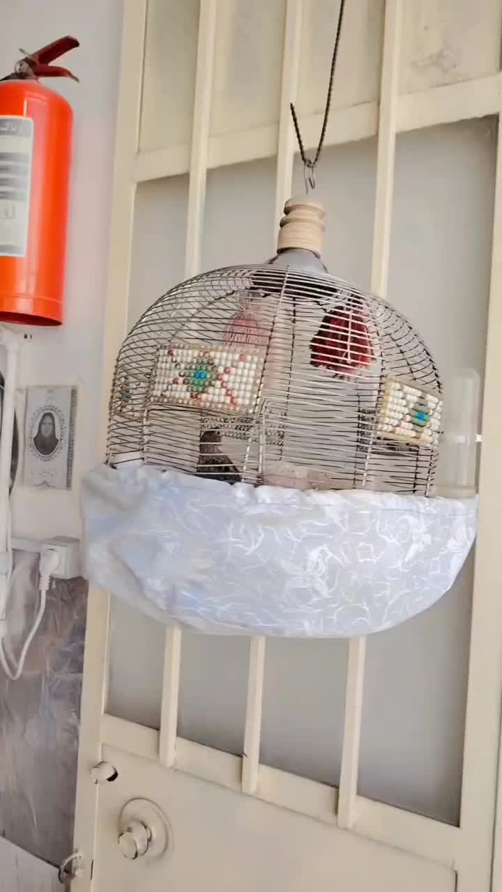 پرنده|پرنده|بیرجند, |دیوار