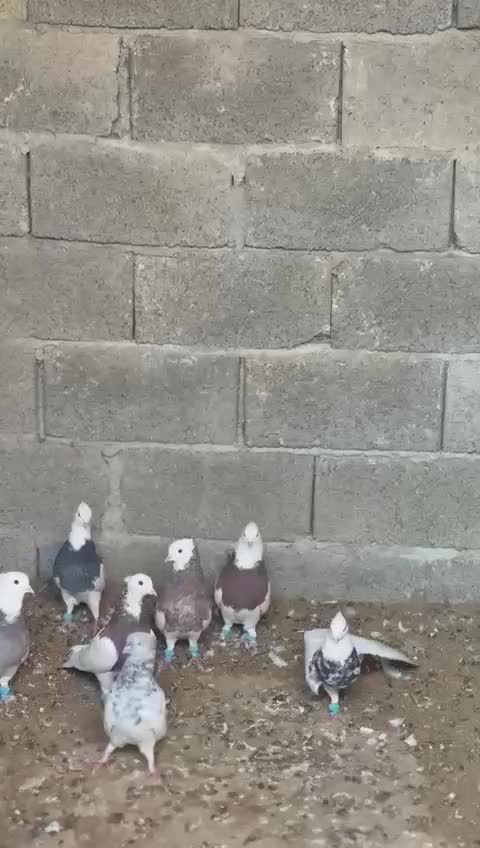 فروش 6 عدد طوقی خوب با یه کله|پرنده|بندرعباس, |دیوار