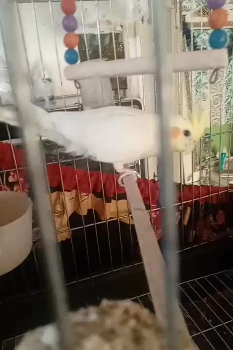 عروس هلندی|پرنده|هامون, |دیوار