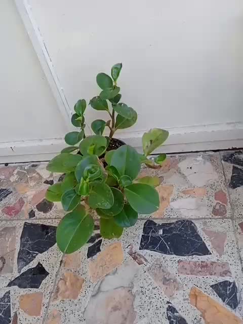 گل.|گل و گیاه طبیعی|رشت, تازه آباد|دیوار