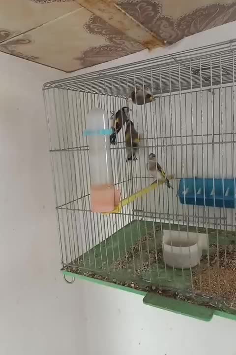 سهره|پرنده|مراغه, |دیوار