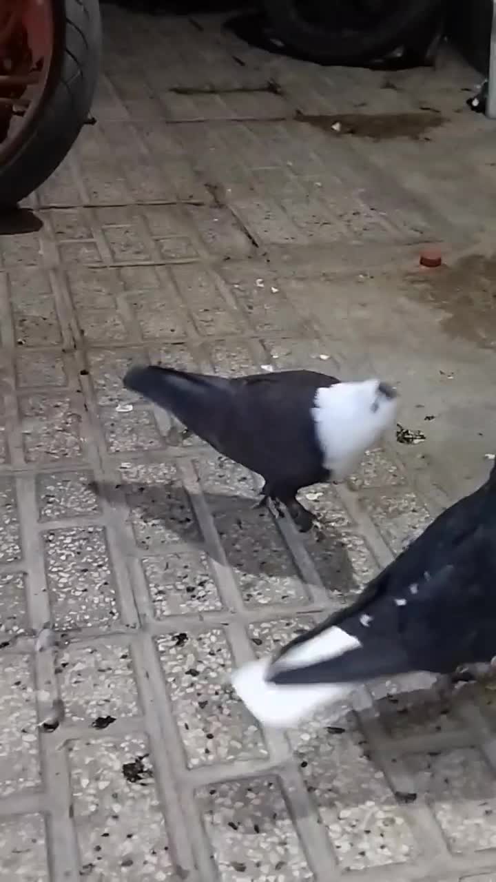 کفتر کلاغ. کله سفید . نر|پرنده|تربتحیدریه, رضاشهر|دیوار