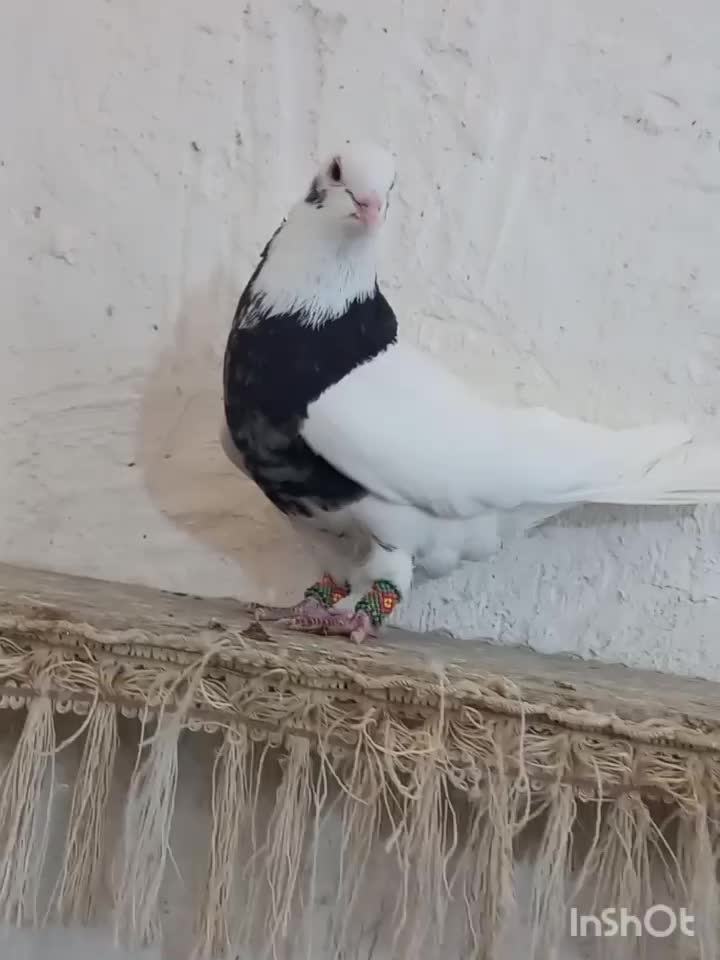 کبوتر طوقی|پرنده|فسا, |دیوار