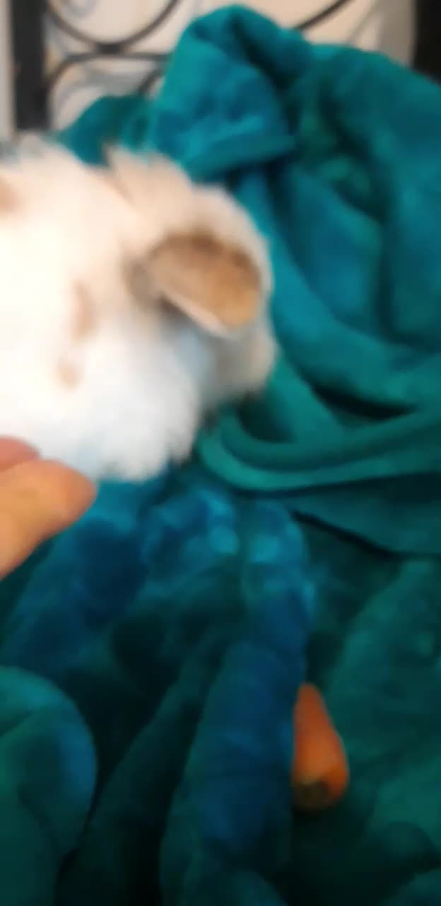 خرگوش لپ هلندی|موش و خرگوش|کرمانشاه, |دیوار