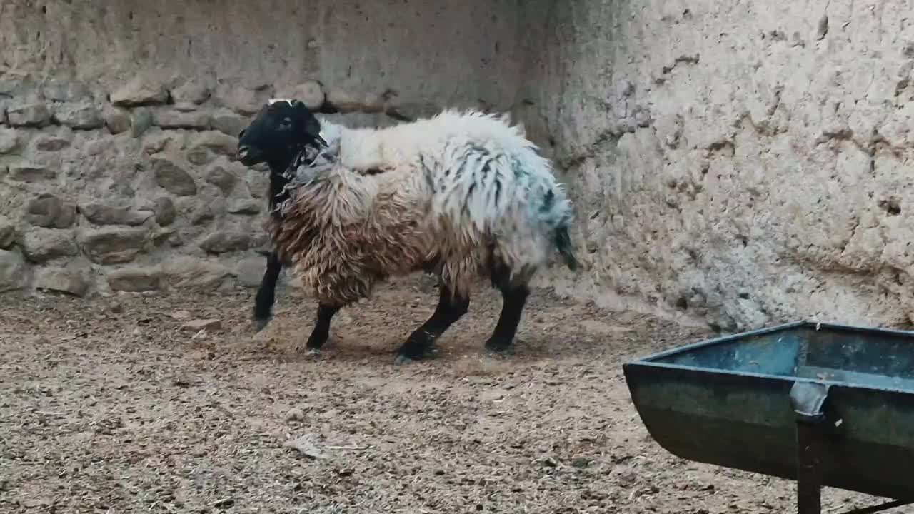 فروش ویژه شگفت انگیز قوچ هترو نر همووبره|حیوانات مزرعه|بجنورد, |دیوار