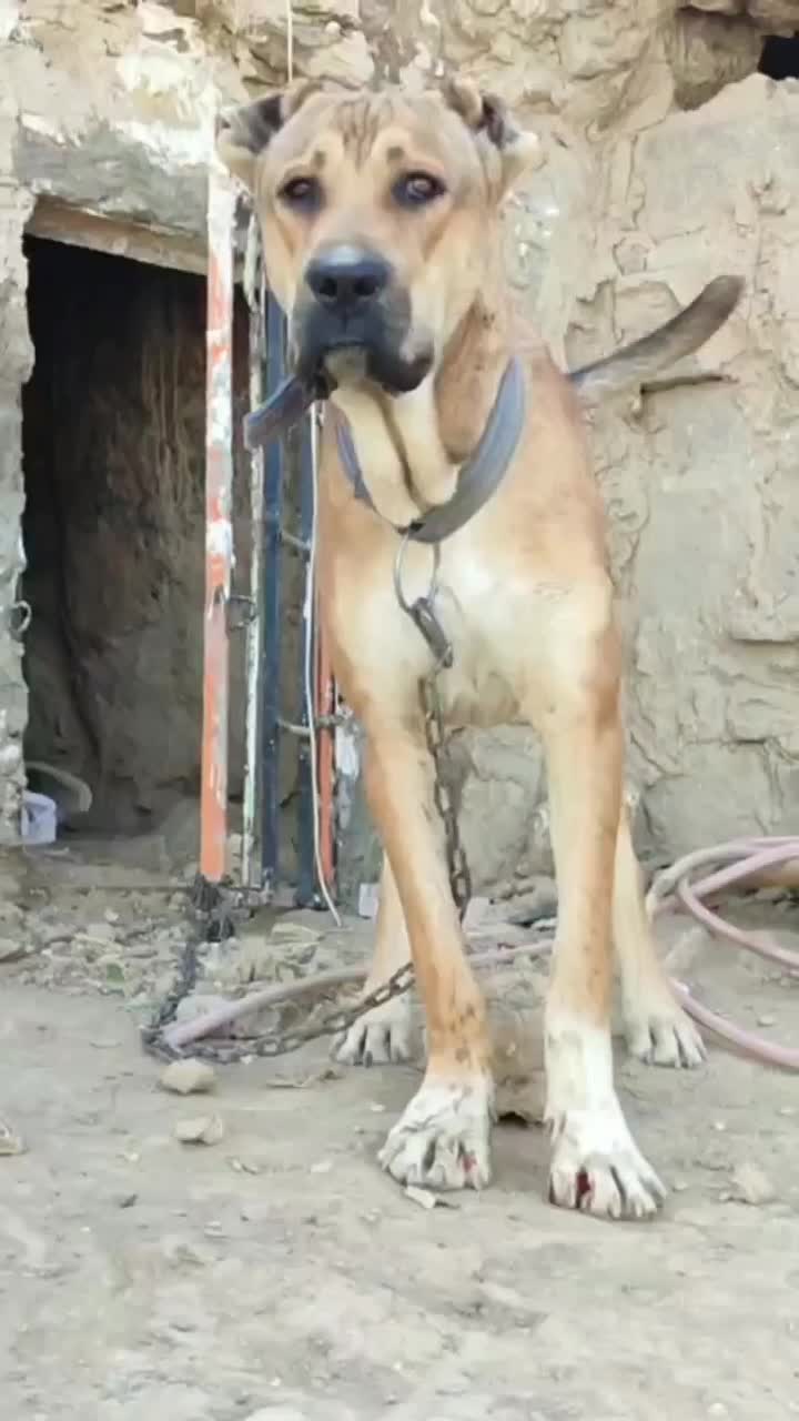 سگ 6 ماه|سگ|تربت جام, جلگه موسی آباد|دیوار