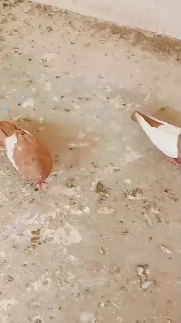 کفتر نروماده سینه زرد|پرنده|شیراز, ویلاشهر|دیوار