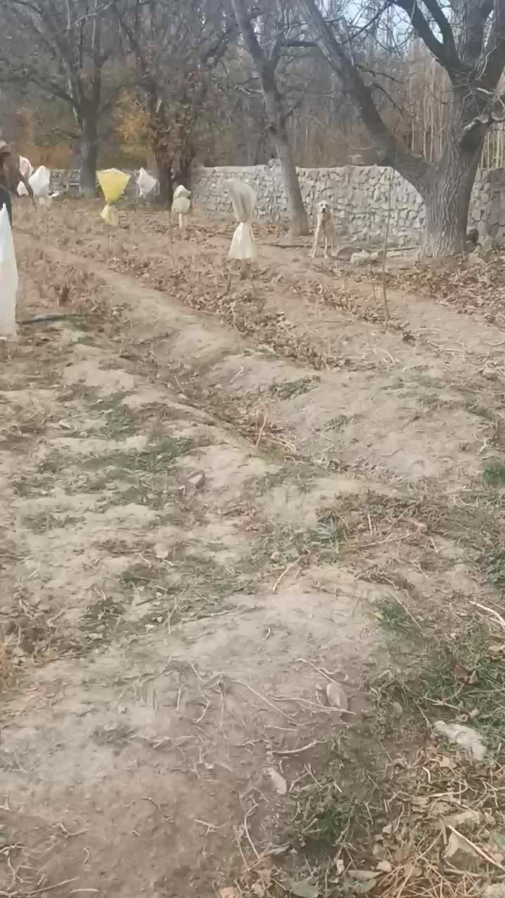 قوچان|سگ|قوچان, |دیوار