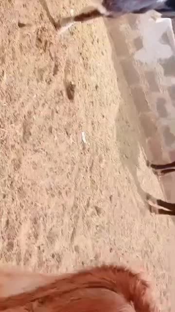 گوساله نر|حیوانات مزرعه|سیمکان, |دیوار