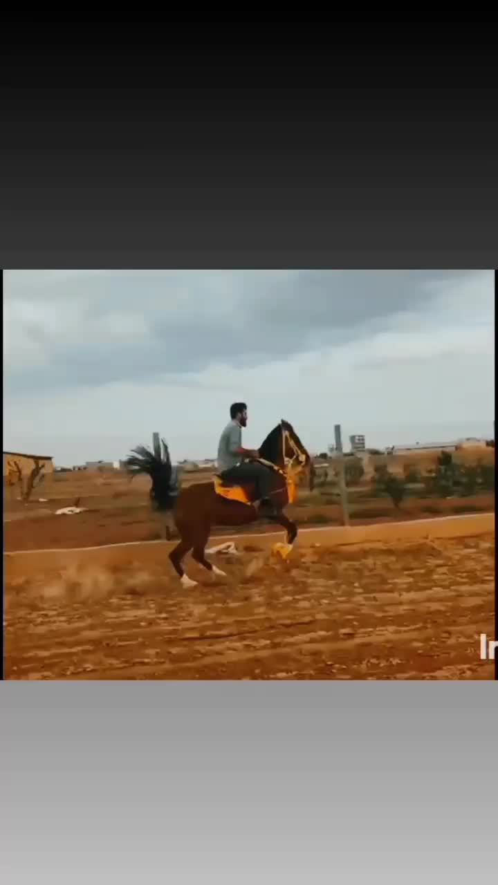 مادیان یکسر عرب|اسب و تجهیزات اسب‌سواری|تهران, آذری|دیوار