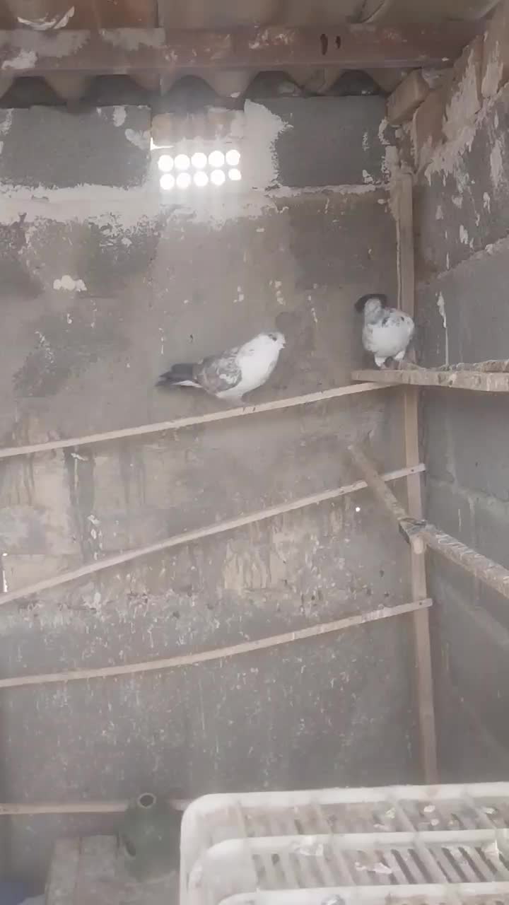 پرشی حسابی|پرنده|ساوه, |دیوار