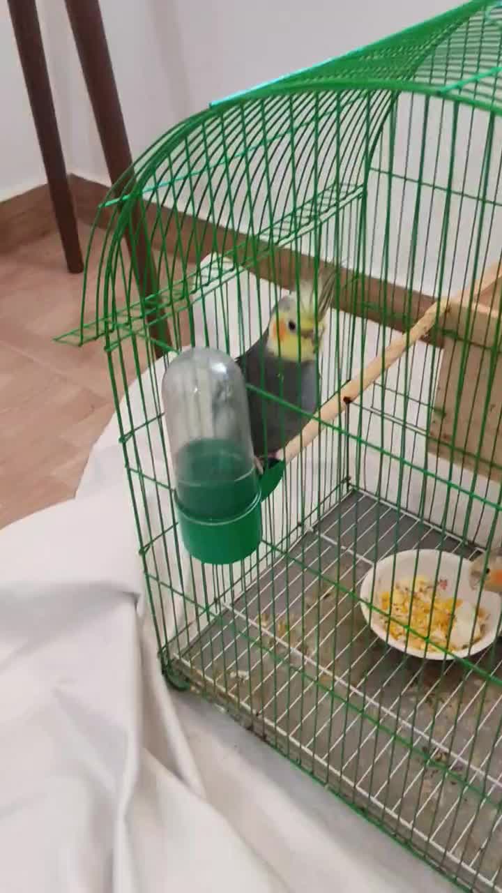 عروس هلندی مادر و پدر|پرنده|رشت, گلزاران|دیوار