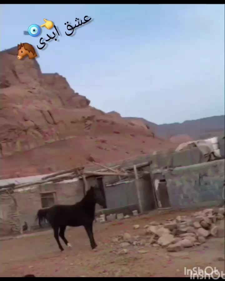 اسب|اسب و تجهیزات اسب‌سواری|سلفچگان, |دیوار