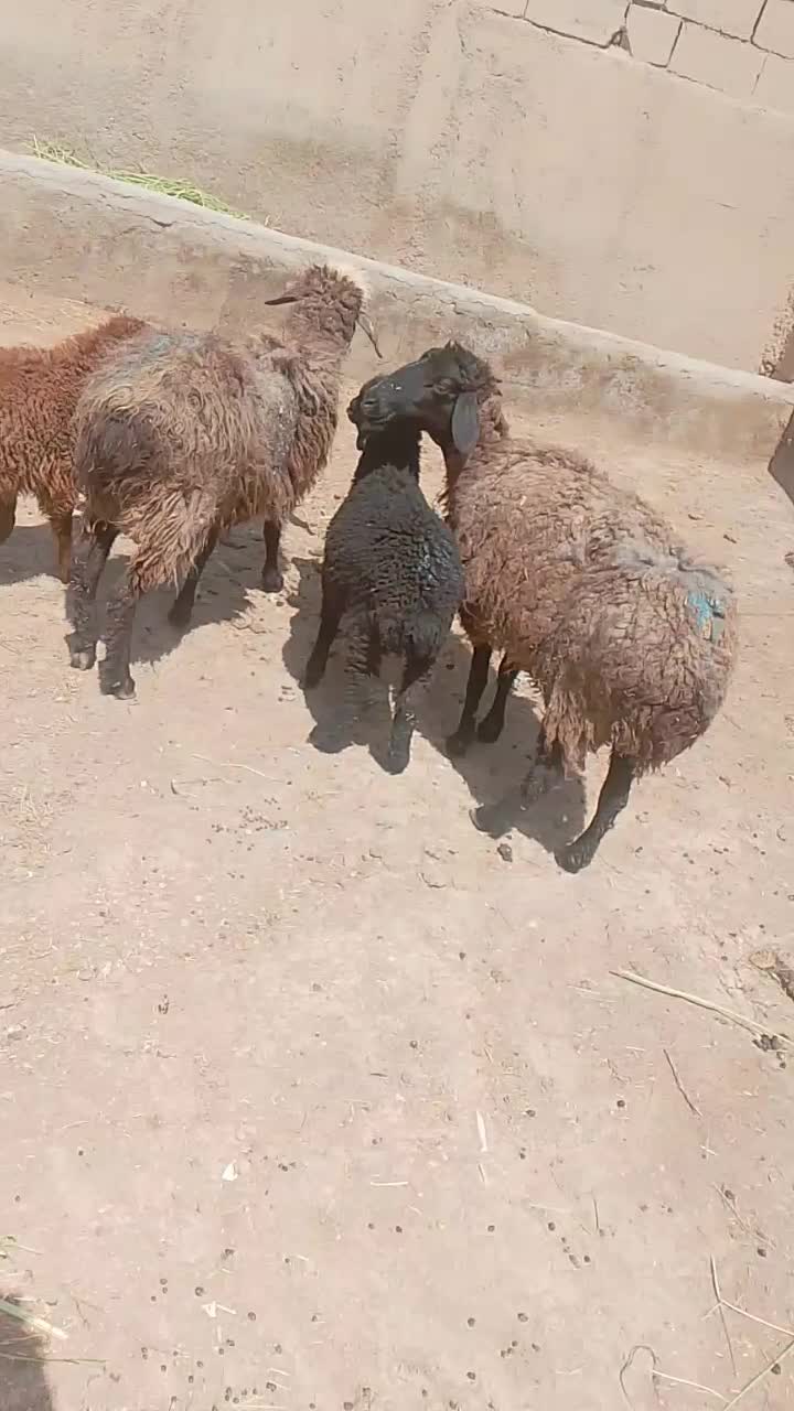 گوسفند|حیوانات مزرعه|چناران, |دیوار