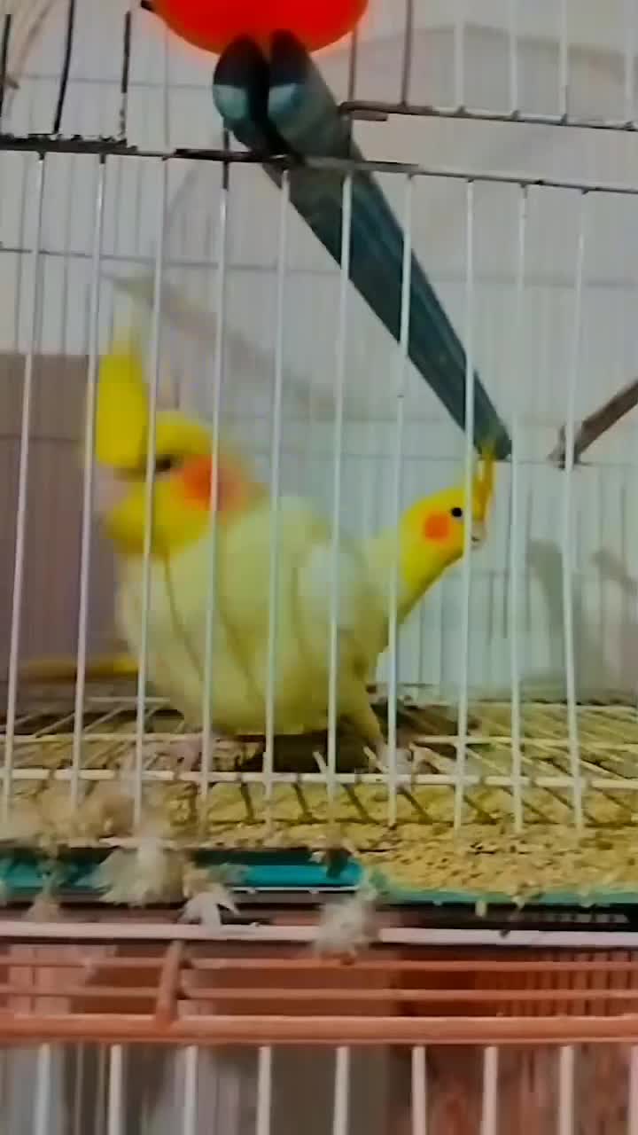 عروس|پرنده|گنبد کاووس, |دیوار