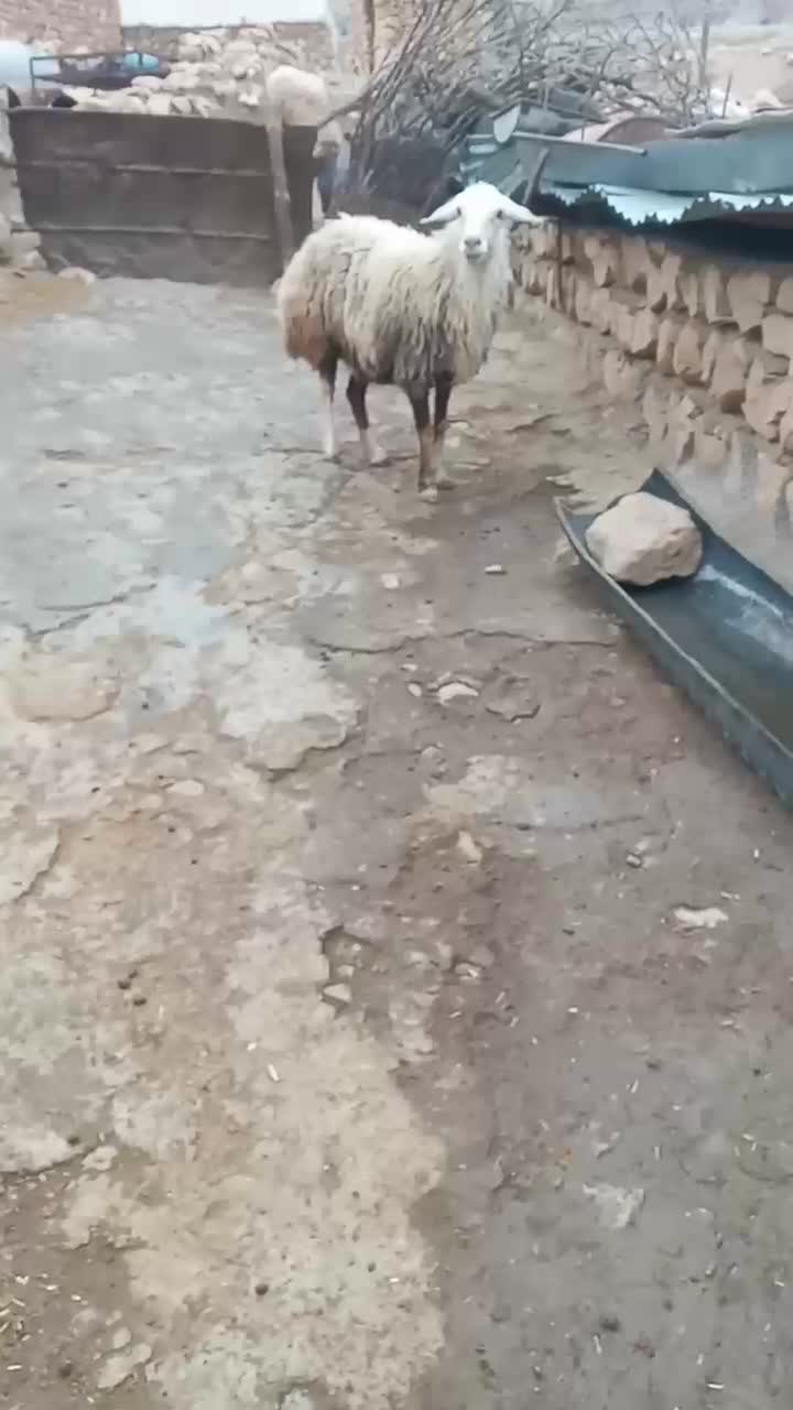 میش|حیوانات مزرعه|معمولان, |دیوار