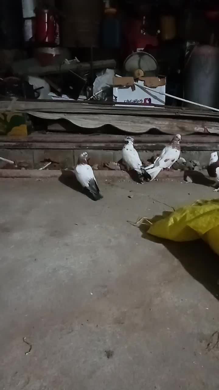 کفتر|پرنده|نوشهر, |دیوار