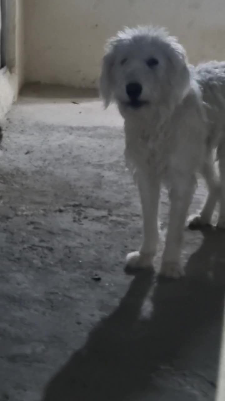 سگ قدرجونی ماده|سگ|شوشتر, |دیوار