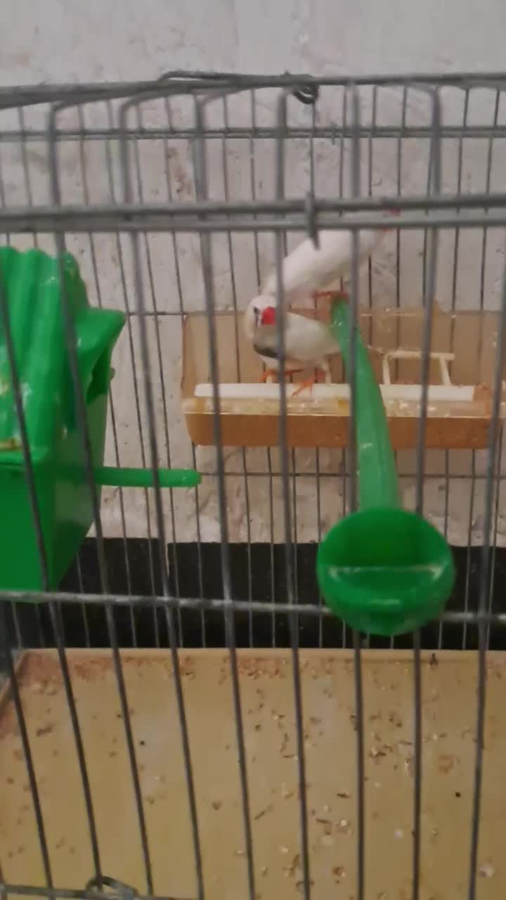 معاوضه با عروس هلندی دارم|پرنده|کازرون, |دیوار