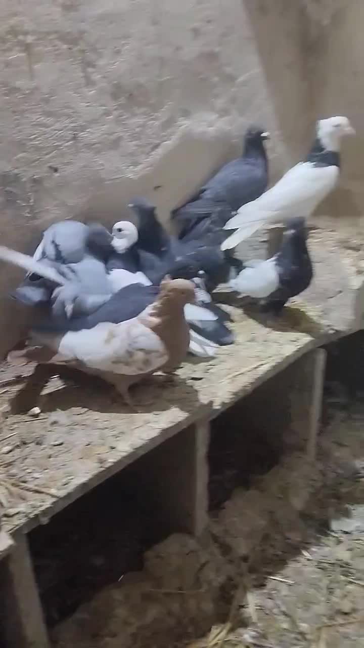 کبوتر|پرنده|تربتحیدریه, طالقانی|دیوار