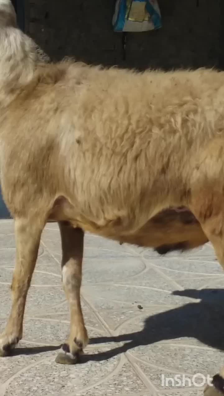 قوچ سفید قد|حیوانات مزرعه|بروجرد, |دیوار