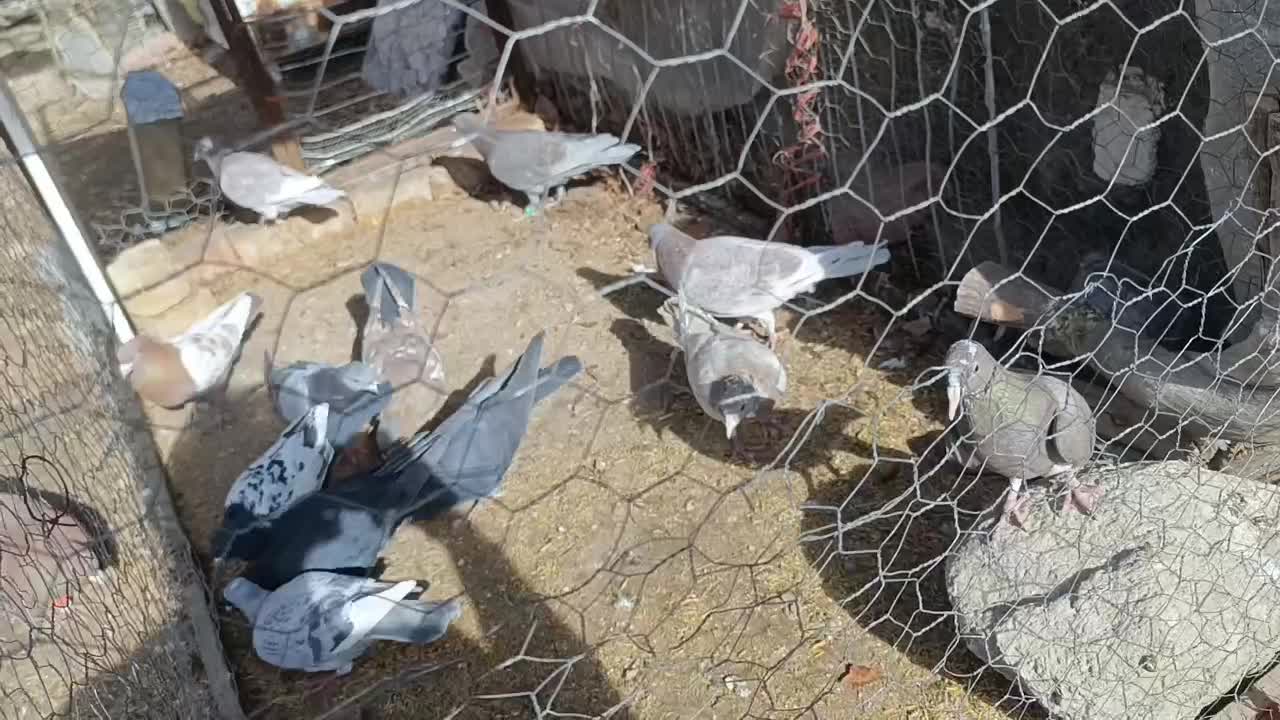 کفتر کبوتر|پرنده|سیرجان, |دیوار