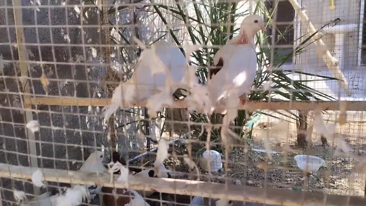 8عدد کبوتر طوقی بادکنکی|پرنده|لامرد, |دیوار