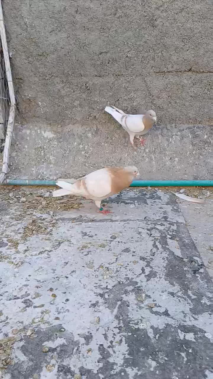 کفتر|پرنده|داراب, |دیوار