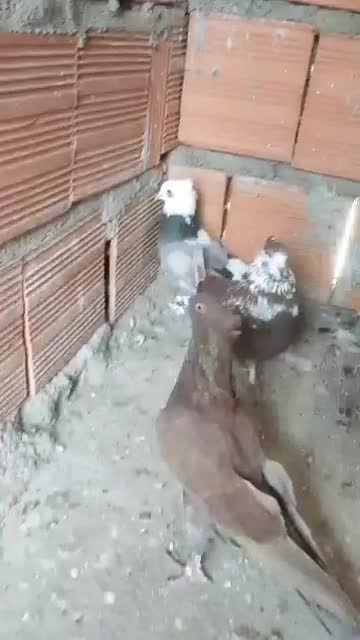 کبوتر تکپر  کاکل|پرنده|خان ببین, |دیوار