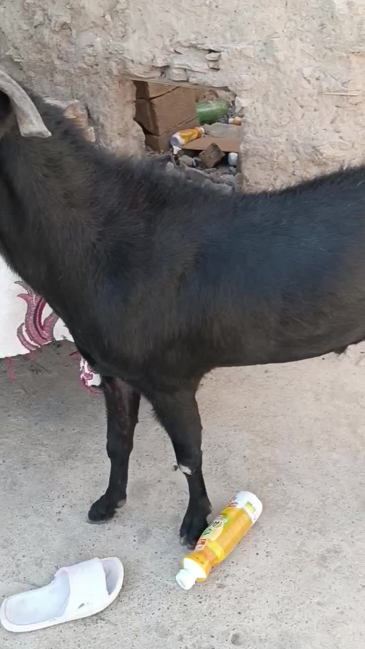 سلام گوسفند پنجاپی دارم چشم سفید اصل|حیوانات مزرعه|خاش, |دیوار