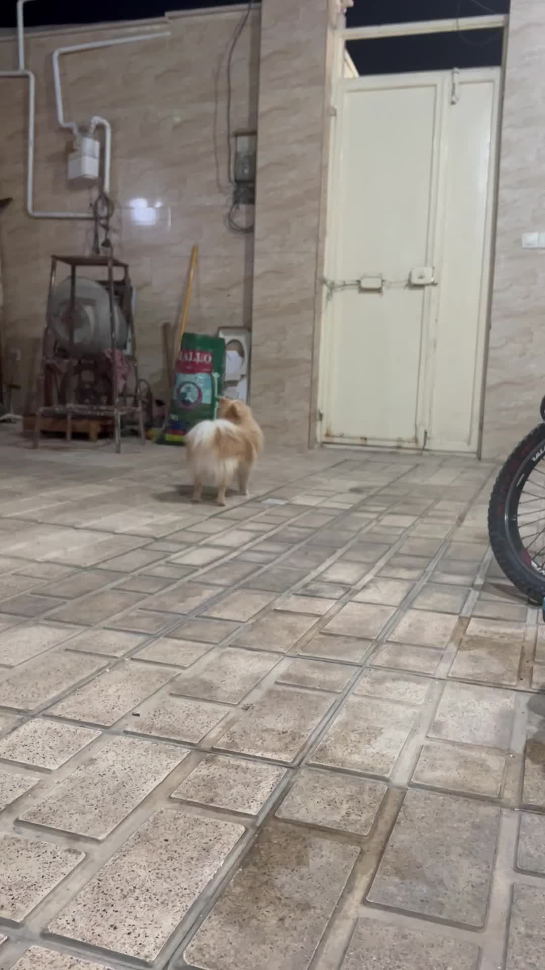 پامر|سگ|قرچک, مهدیه|دیوار