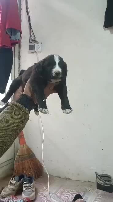 سگ بومی|سگ|اصفهان, ارداجی|دیوار