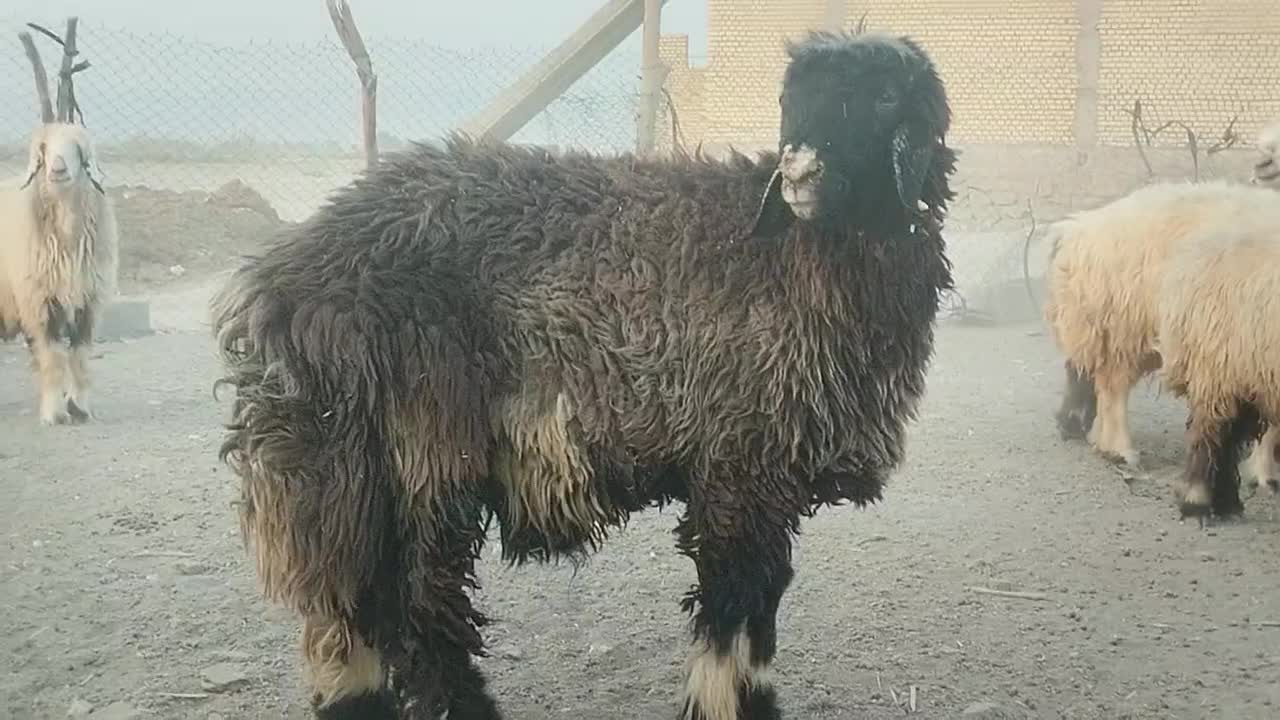 قوچ درجه یک بزری|حیوانات مزرعه|رامهرمز, |دیوار