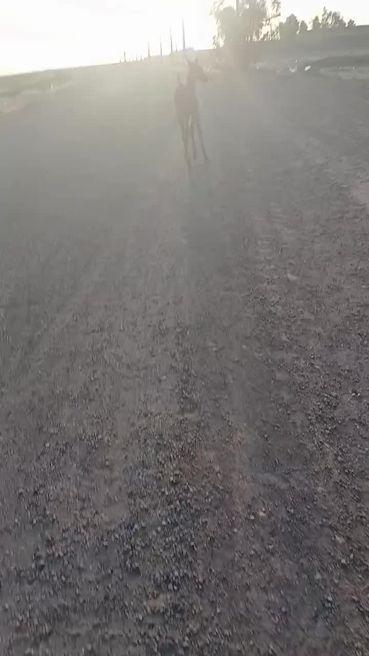 اسب کره ارسلان|اسب و تجهیزات اسب‌سواری|قم, نیروگاه|دیوار