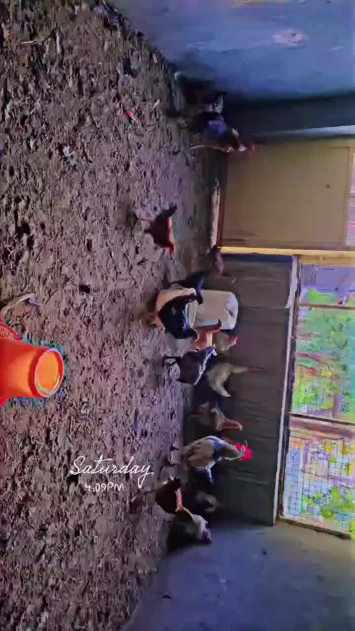 تعدادی مرغ محلی|حیوانات مزرعه|خواف, |دیوار