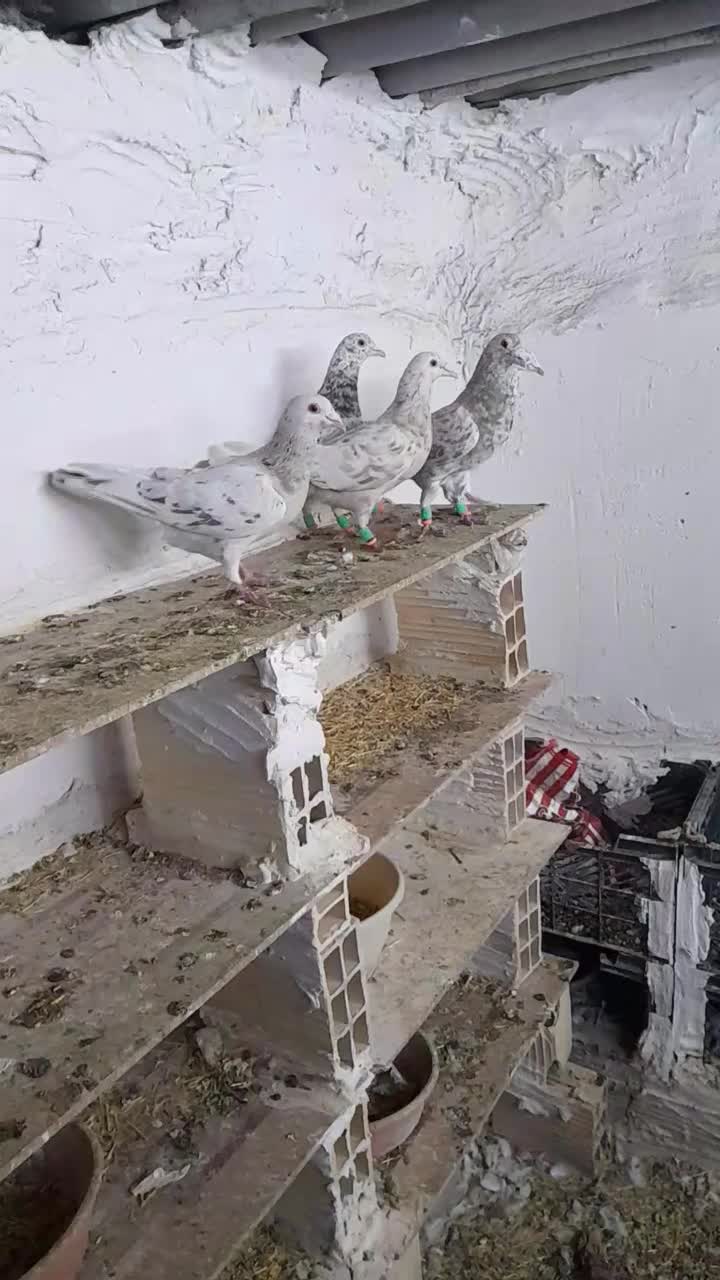 کرم نامور|پرنده|همدان, |دیوار