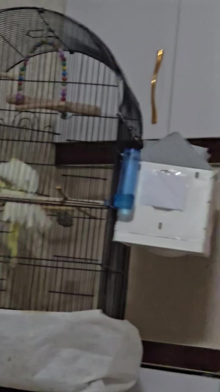 جفت عروس هلندی لوتینو|پرنده|بیرجند, |دیوار