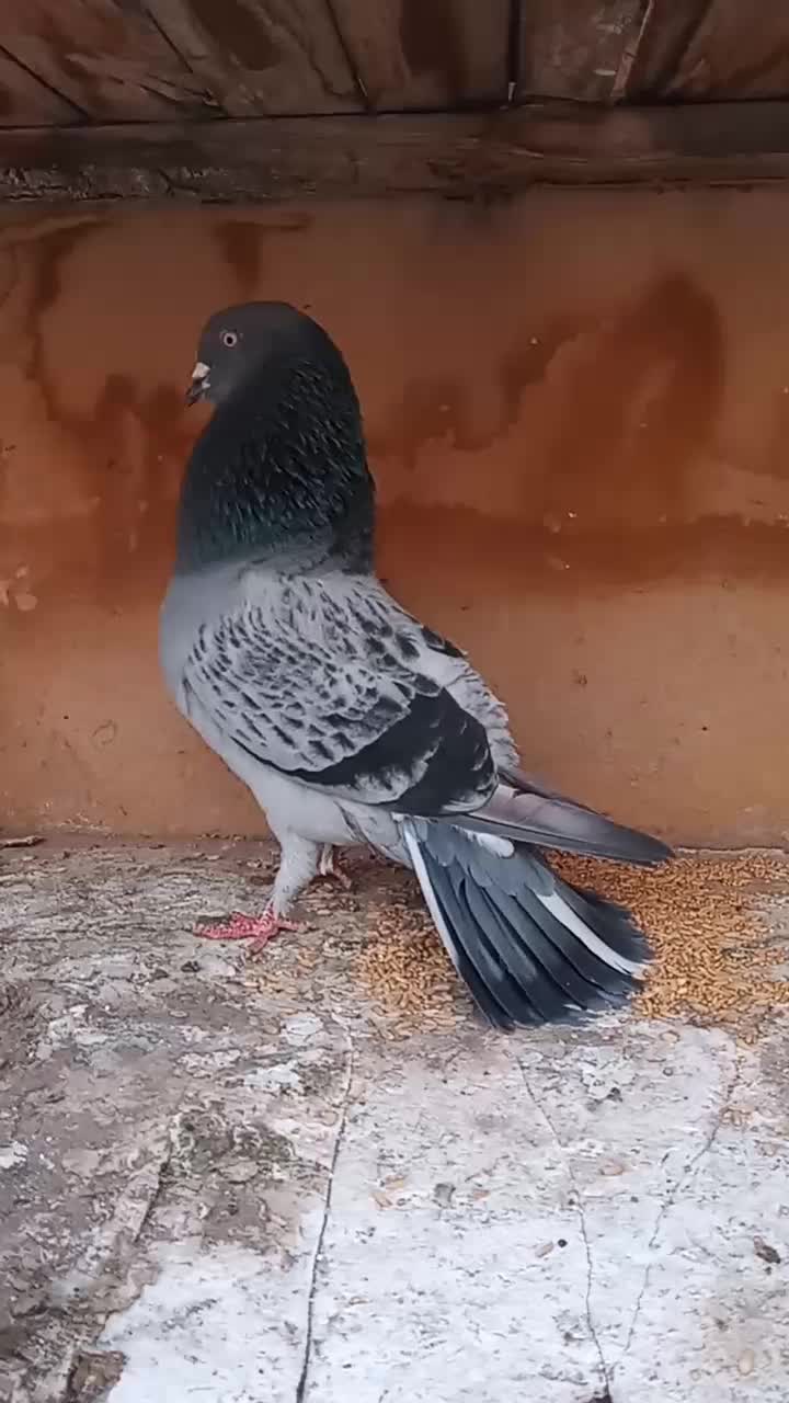 کفتر پرشی|پرنده|قم, ولیعصر|دیوار