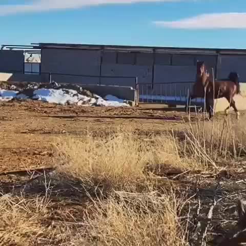 جهت کشش|اسب و تجهیزات اسب‌سواری|اصفهان, باغ زرشک|دیوار