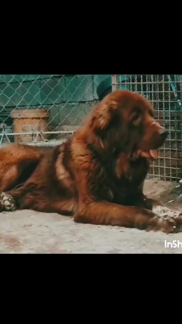 سگ سرخ درشت گله ای|سگ|دهق, |دیوار