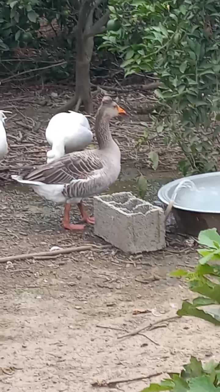 غاز کاکلی نر کاکل درشت|حیوانات مزرعه|قائمشهر, |دیوار