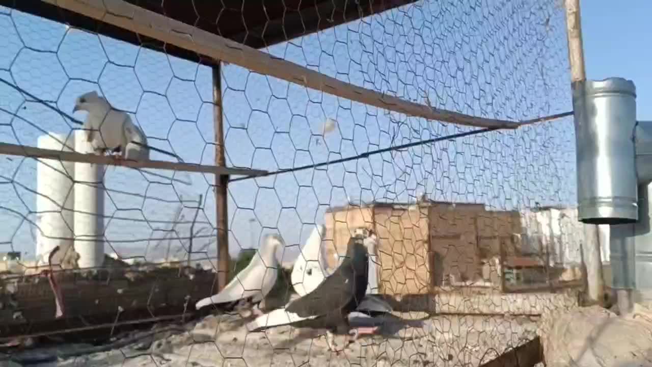 کفتر|پرنده|مشهد, رسالت|دیوار