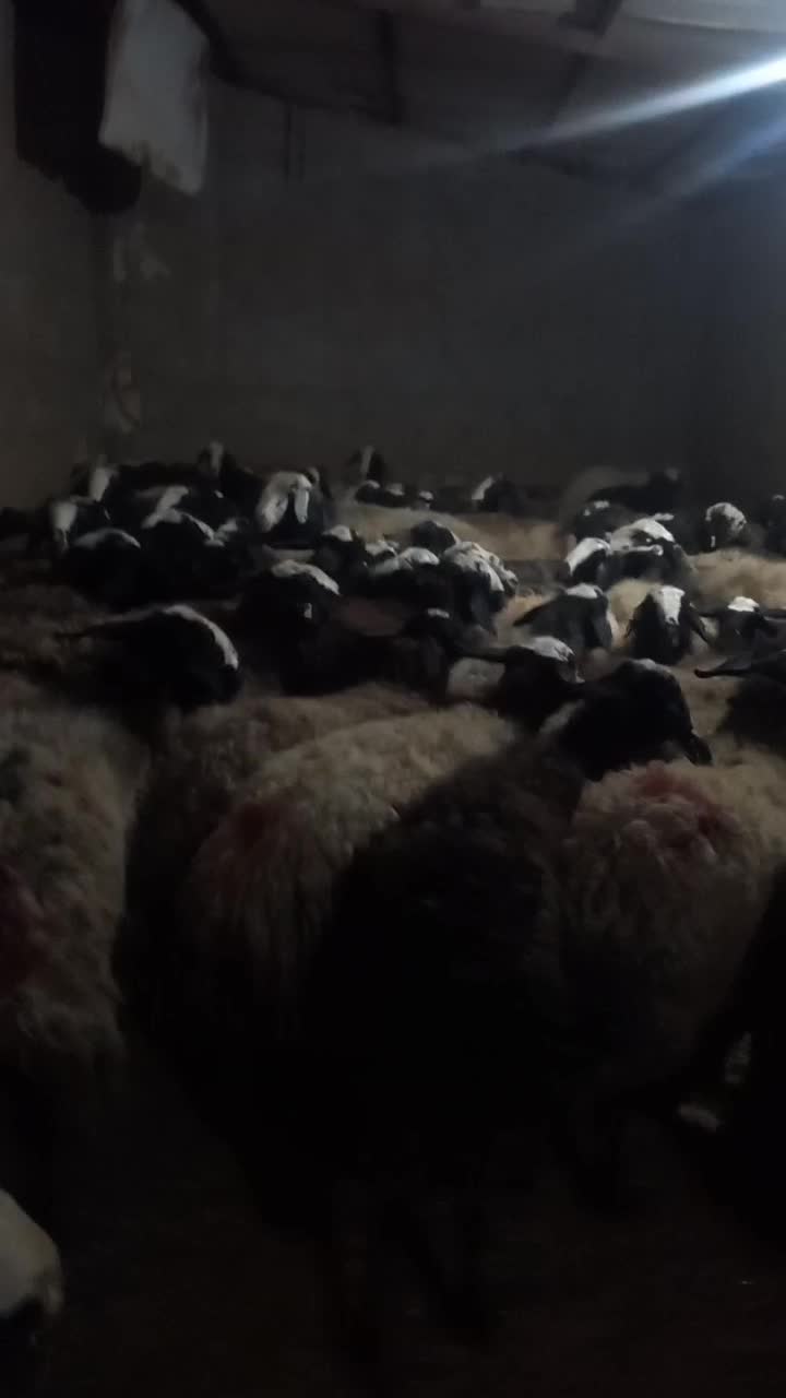 بسم الله فروش قوچ و میش های اصیل شال|حیوانات مزرعه|شال, |دیوار