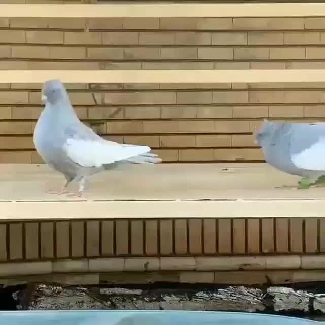 سینه سبز|حیوانات|شیراز, سیاه سنگ|دیوار