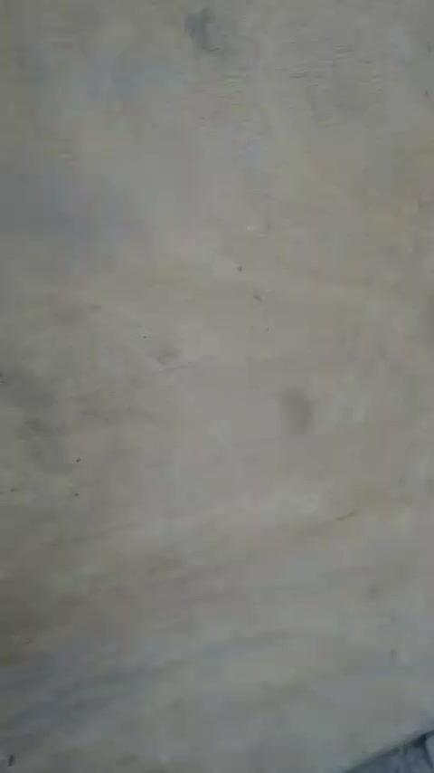 فروش توله ۶ ماهه شیتزو|سگ|تربت جام, پاسداران|دیوار