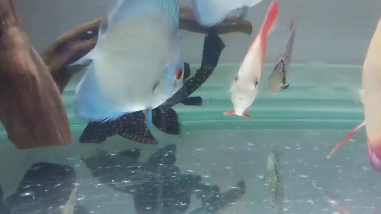 لجن خار|ماهی|خرم‌آباد, |دیوار