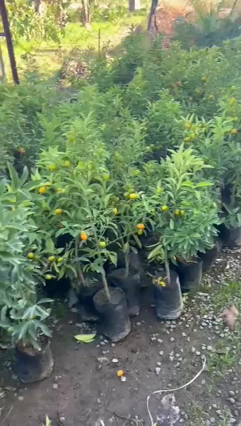 گل و گیاه و گلدون و خاک تولیدی|گل و گیاه طبیعی|بندر ماهشهر, |دیوار