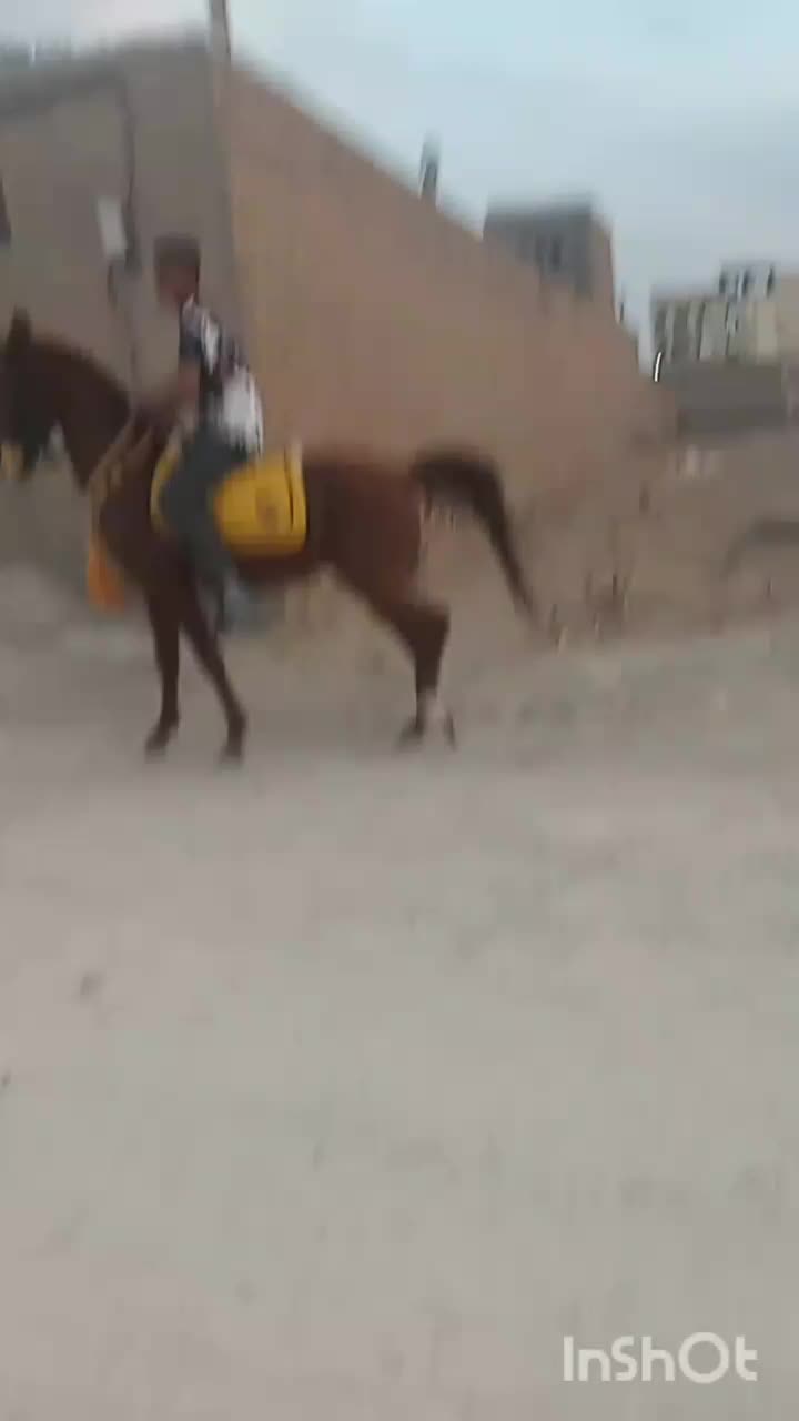 اسب|اسب و تجهیزات اسبسواری|کبودرآهنگ, |دیوار