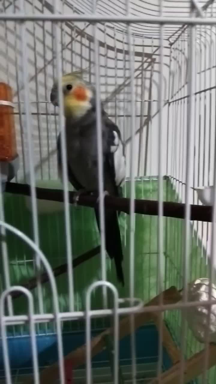 عروس هلندی نر سخنگو ۷ماهه|پرنده|فردیس, شهرک شهید حسینی|دیوار