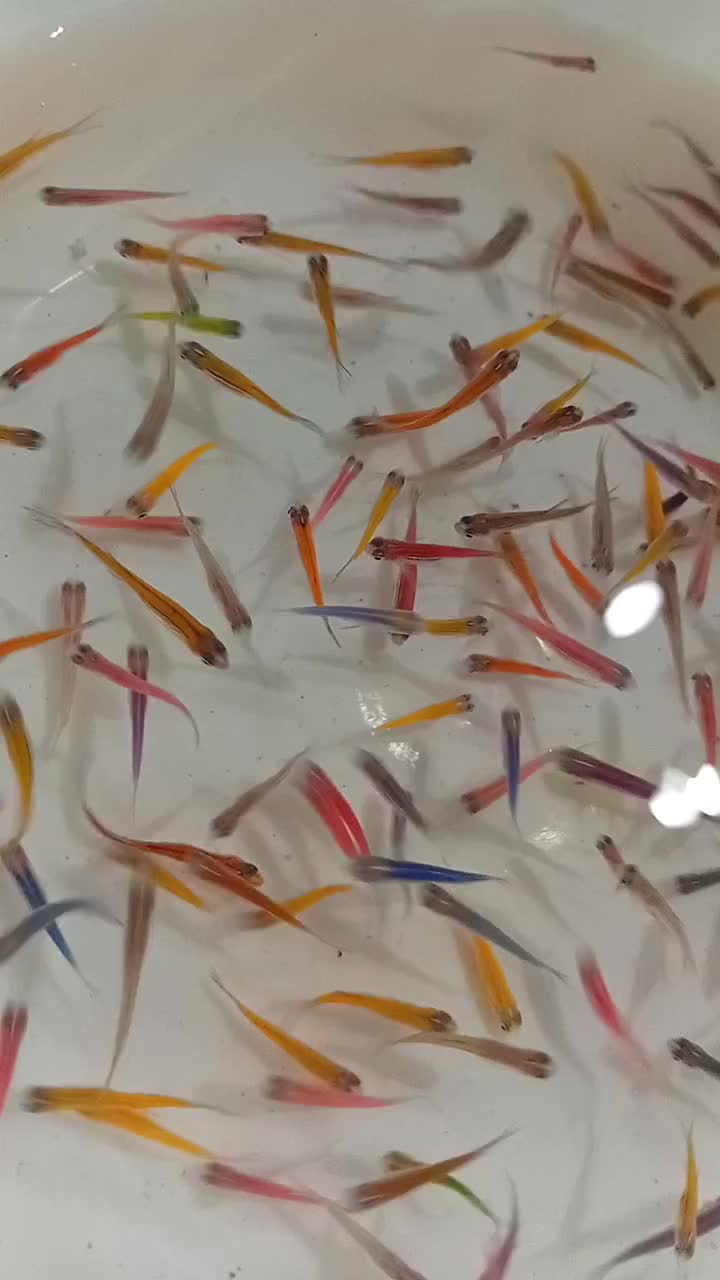 دانیو همه رنگ|ماهی|مشهد, گوهرشاد|دیوار